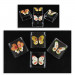 Scatola portagioie in plexiglass con Farfalla Farfalle Colorate Porta Confetti Confettata